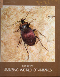 Image of Amazing World of Animals 15 ; Insects
